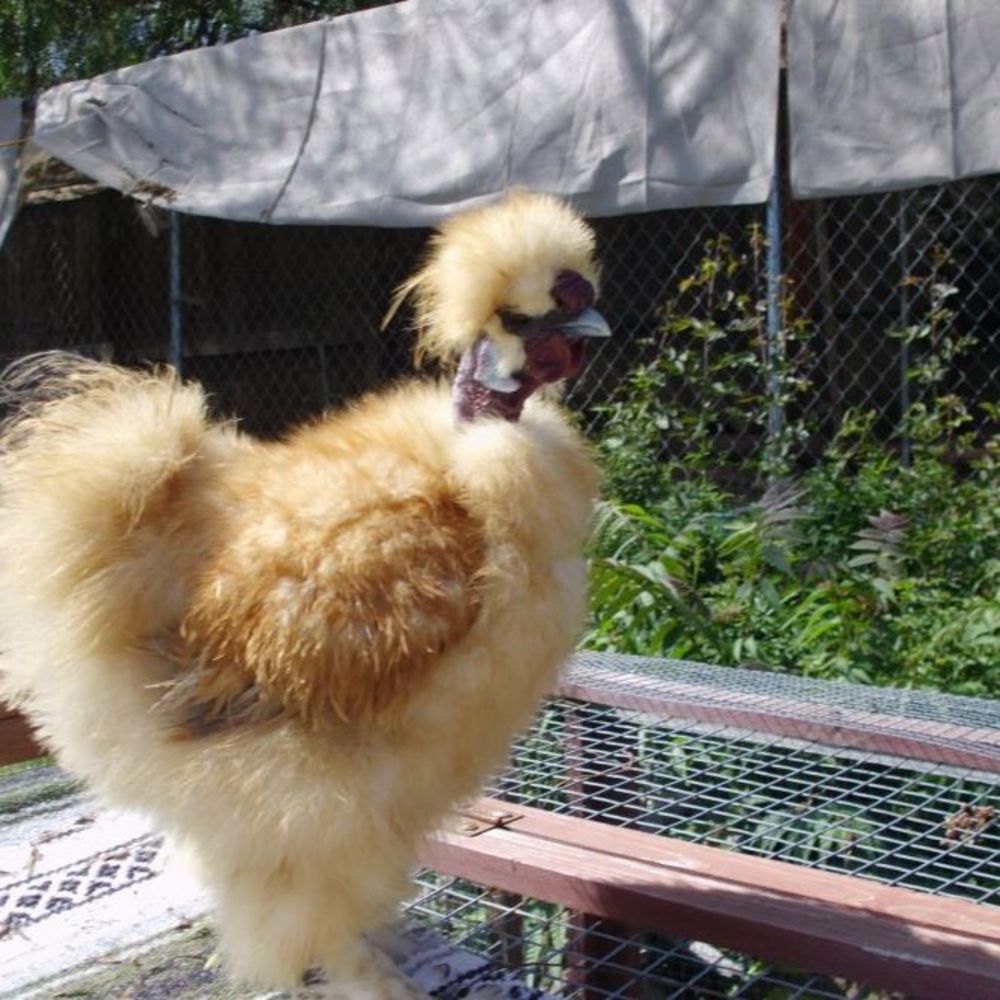 Meet your Posher, Kim